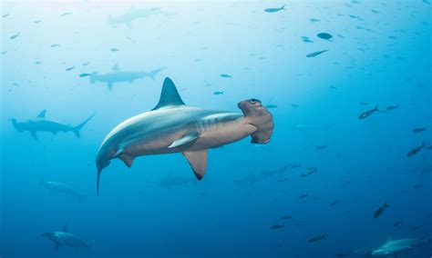 Best Time to Dive in Galapagos: Complete Guide