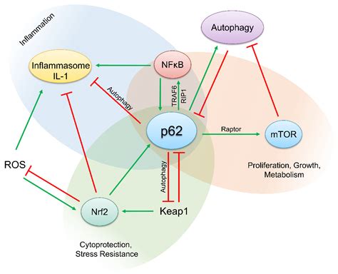 The Pathways Underlying the Multiple Roles of p62 in Inflammation and ...