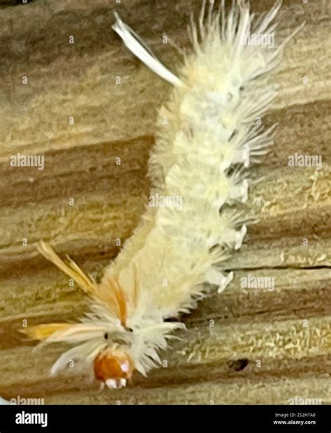 Sycamore Tussock Moth (Halysidota harrisii Stock Photo - Alamy