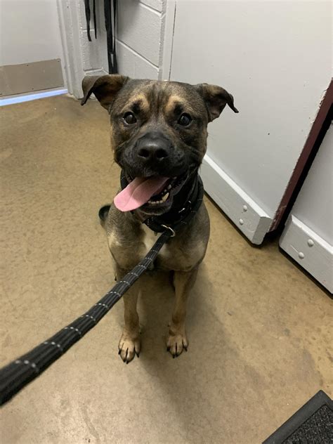 Pets – Shenango Valley Animal Shelter