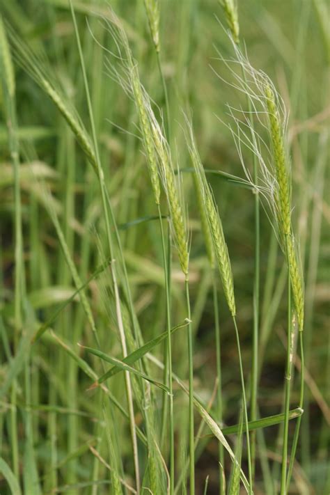 How To Grow Triticum monococcum | EarthOne