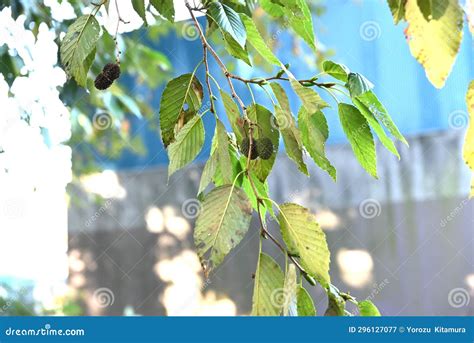 Japanese Green Alder (Alnus Sieboldiana) Nuts. Betulaceae Deciduous Tree Endemic To Japan Stock ...