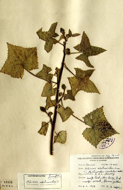 abelmoschus_moschatus.