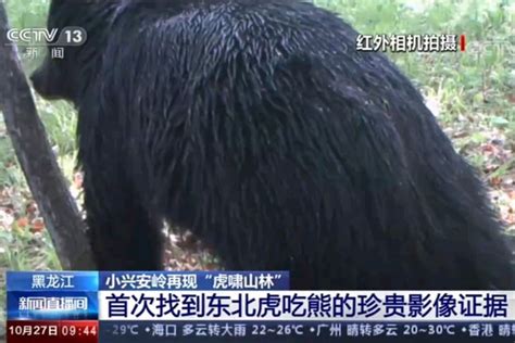 一只东北虎杀死成年黑熊画面，国内首次证实老虎吃熊_凤凰网视频_凤凰网