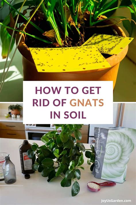 How To Get Rid Of Gnats in Soil | Gnats in house plants, How to get rid ...