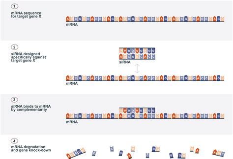 Silence Therapeutics - 10-K annual report 2025
