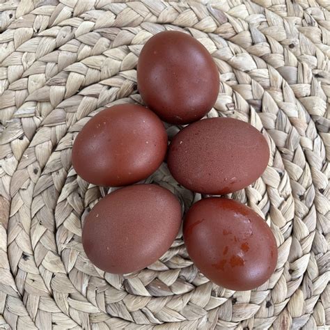 Individual Black Copper Marans Hatching Eggs | Safe Landing Farm