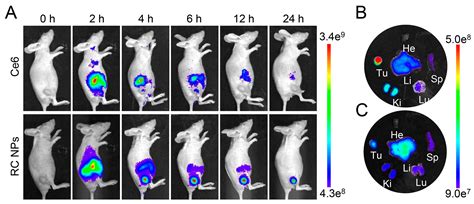 Ultrasound-Enhanced Tumor Penetration of Carrier-Free Nanodrugs for ...