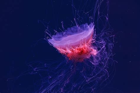 Image result for Studio Code Org Random Numbers