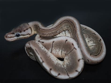 Image result for Axanthic Ball Python Morphs