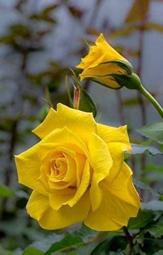 Royal Paradise Garden"Daffodil Yellow" Rose Flower Plant Home Garden ...