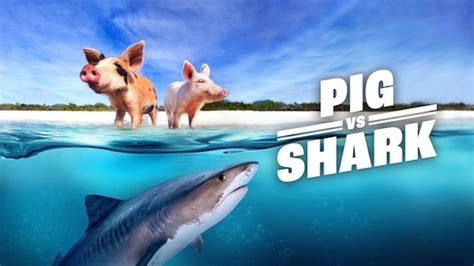 Image result for Shark vs Python
