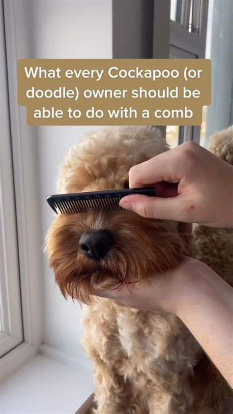 Image result for How to Groom a Cockapoo