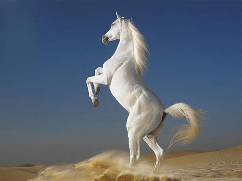 Bing Wallpaper Horses 的图像结果