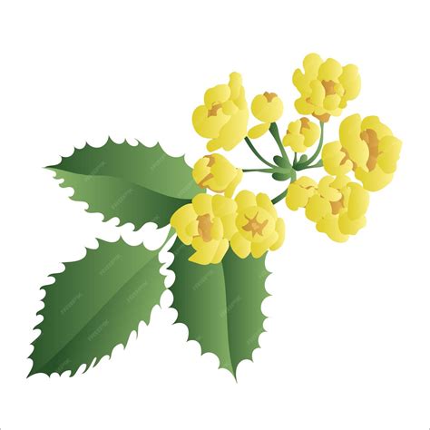 Premium Vector | Oregon grape mahonia aquifolium medicinal plant hand drawn botanical vector ...