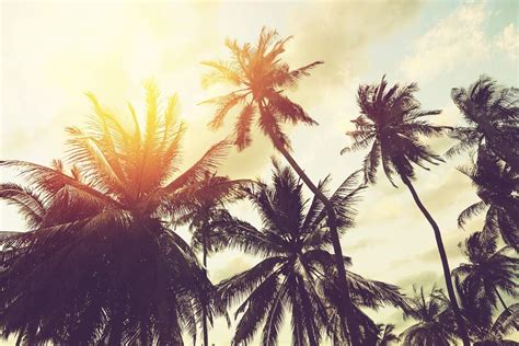 Buy Long Coconut Tree |Motivational |Funky |s for Life|Inspirational s ...