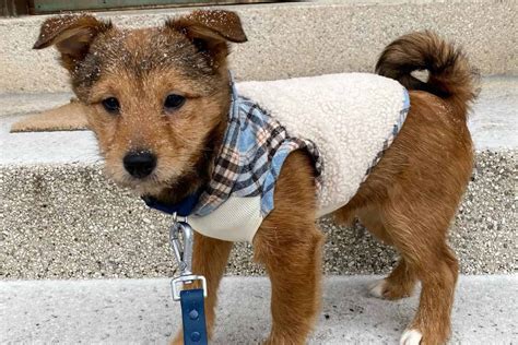The Adorable and Quirky Shiba Poodle Mix: A Complete Guide