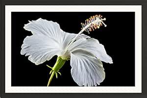 STUDIO AVINASH Hibiscus Gudhal White Flower 16 Wall Hanging 1.5 Inches ...