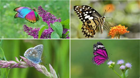 Interesting Facts About Butterflies