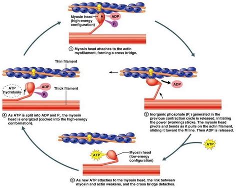 Muscle Contraction Process 的图像结果