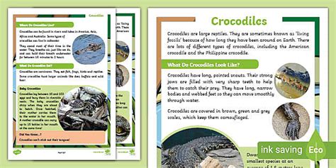KS1 Crocodiles Fact File (teacher made) - Twinkl