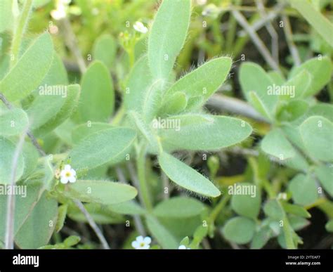 Spanish clover (Acmispon americanus Stock Photo - Alamy