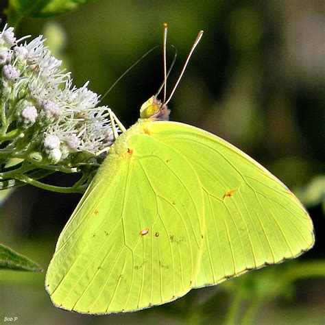 Cloudless Sulfur Butterfly