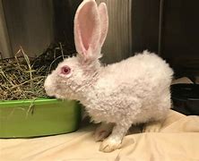 Image result for Rabbits Abandoned