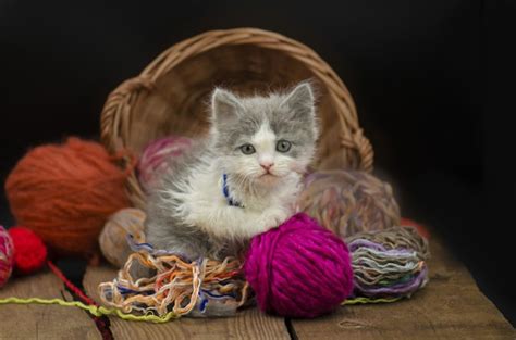 Kitten with colorful wool yarn balls | Premium Photo