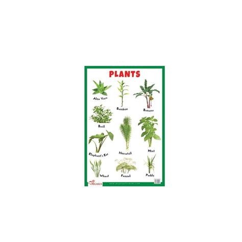 Buy Plants - Thick Laminated Primary Chart (6-10 Years) on Snooplay India