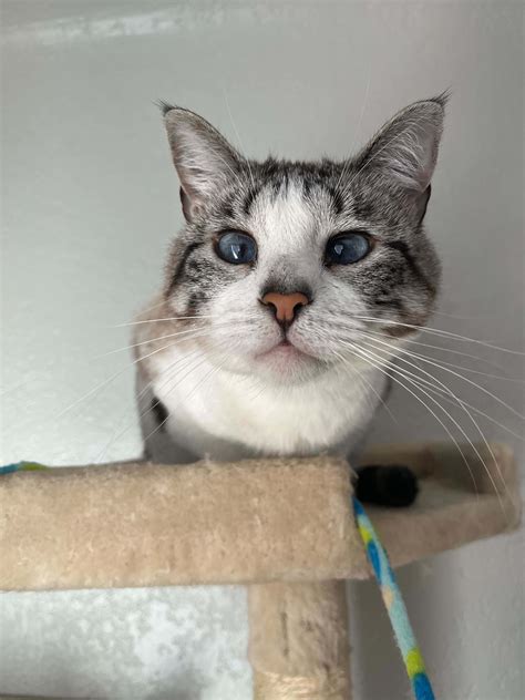 Why Are My Cat’s Eyes Crossed? | PetMD