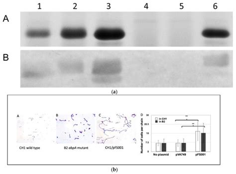 Amylase Binding to Oral Streptococci: A Key Interaction for Human Oral ...