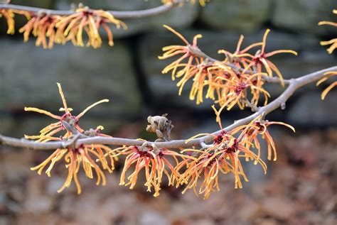 The Martha Stewart Blog : Blog Archive The Blooming Witch Hazel at My ...