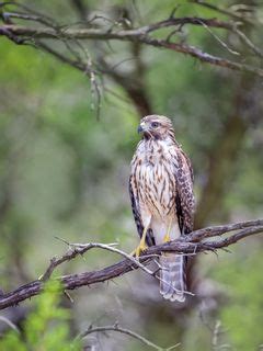 Download wallpaper 240x320 buzzard, bird, branch, blur old mobile, cell ...