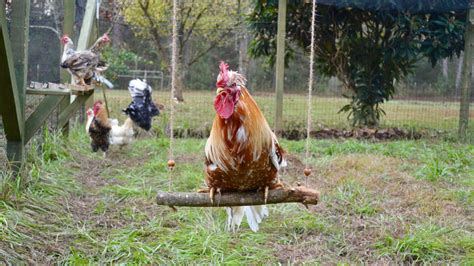 How to build a DIY chicken swing | Popular Science