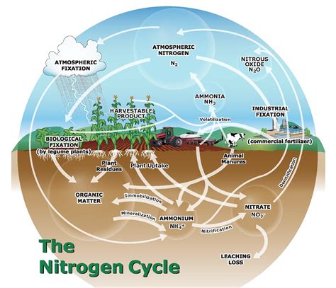 Nitrogen Cycle Process Steps With Diagrams Explained