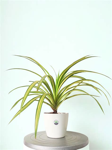 Spider Plant Variegated | Discover Benefits of Chlorophytum Comosum ...
