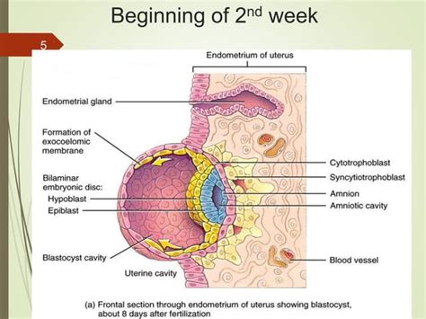 Image result for 2nd Week of Development