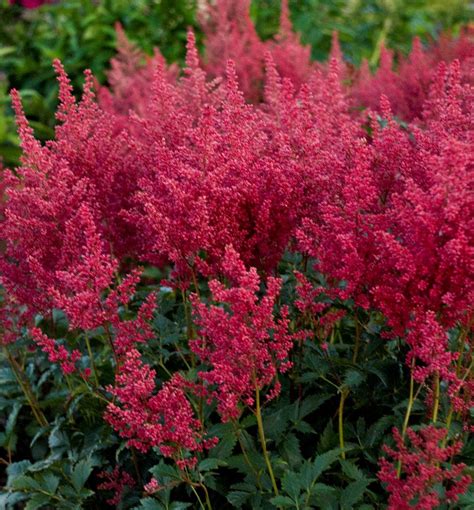 Montgomery Astilbe - Shade Loving Perennial
