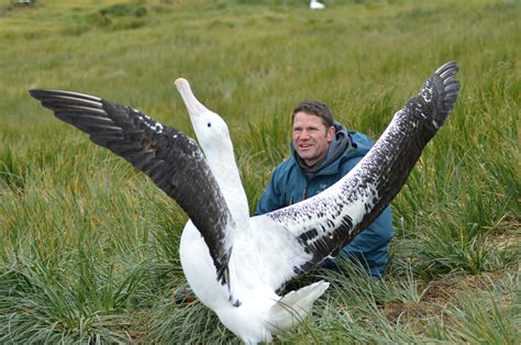 Wandering Albatross Comparison