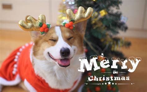 小狗图片-礼品盒中圣诞节小狗素材-高清图片-摄影照片-寻图免费打包下载