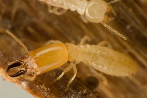 Do Termites Bite People? | EcoGuard Pest Management