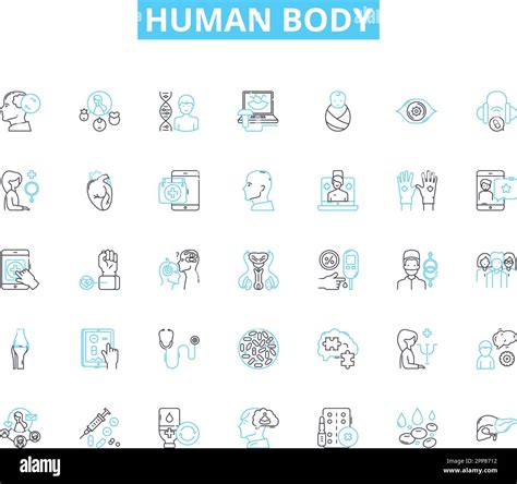 Human body linear icons set. Anatomy, Physiology, Organs, Muscles, Nerves, Bs, Skin line vector ...
