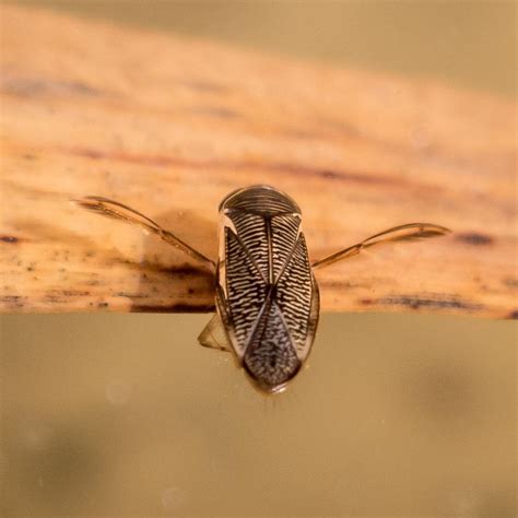 Water Boatman - Nature Companion - habitat of water boatman
