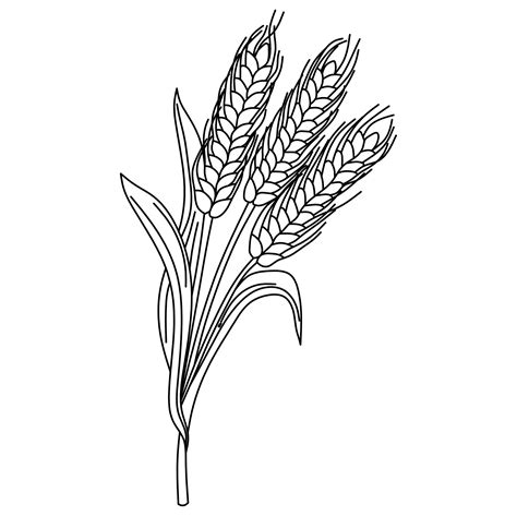 Wheat Line Drawing Wheat Sheaf Unique Plant Art Hand Drawn Digital Download Digital Art Vector ...