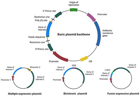 Plasmid DNA for Therapeutic Applications in Cancer