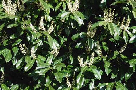 Characteristics, care and uses of the Indian bay tree (Ficus microcarpa)