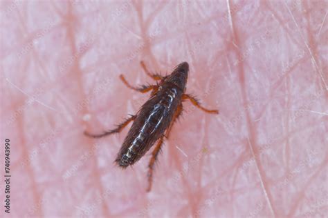 Flea 的图像结果