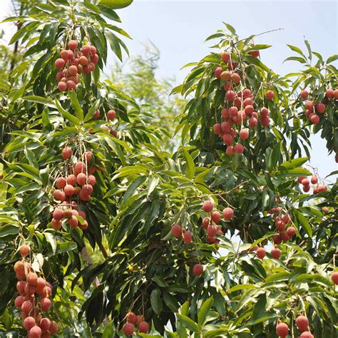 Litchi (Air Layered)- Fruit Plants & Tree – PlantsKingdom