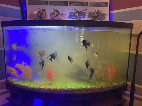 100 Gallon Fish Tank